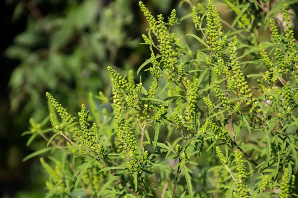 Fighting Fall Allergies? Ragweed Could Be the Cause
