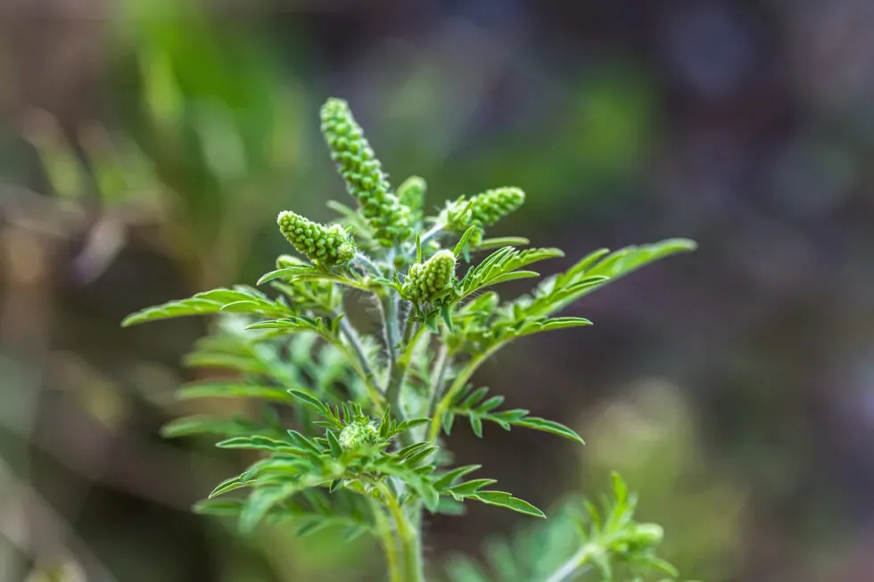 Is Ragweed Behind Your Fall Allergies?