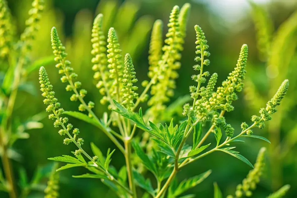 Could Ragweed Be Causing Your Fall Allergies?