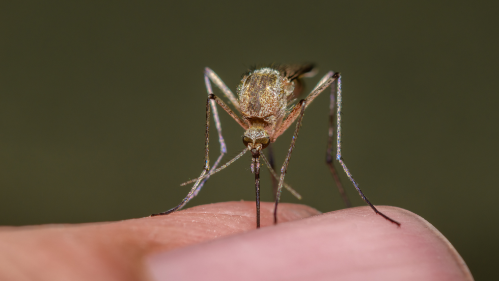 How Can I Prevent Insect Bites and Stings?