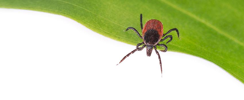 What Happens When You Get Bitten by a Tick?
