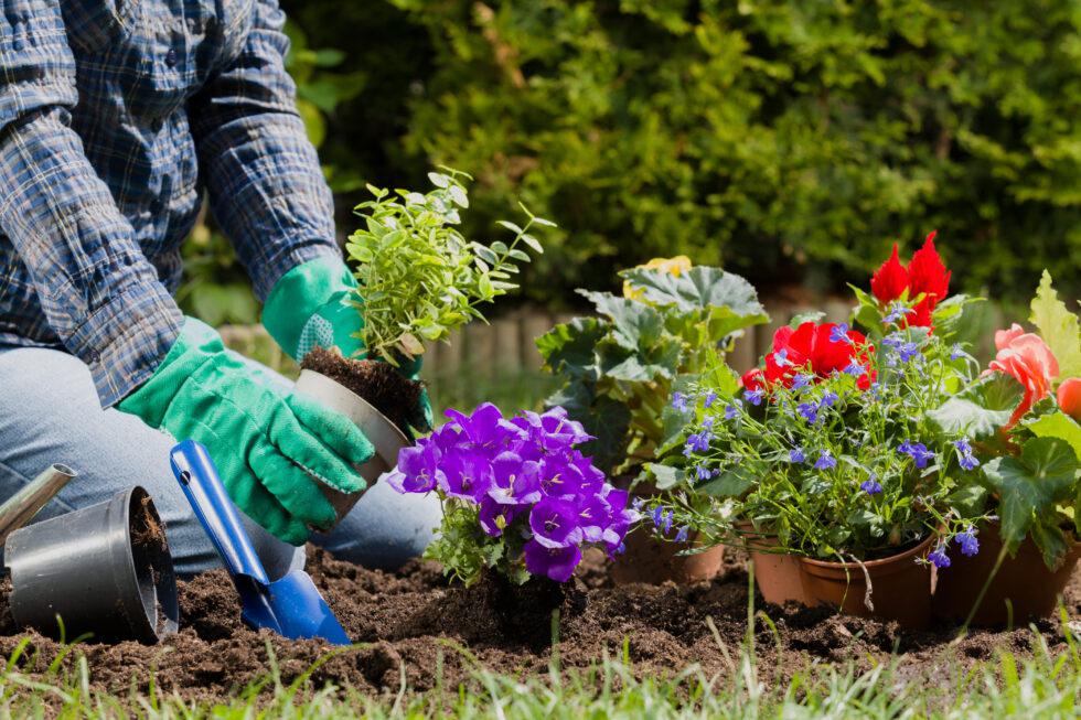 Person planting flowers in the spring while wearing gloves, long-sleeved shirt, and jeans to protect their skin while working.