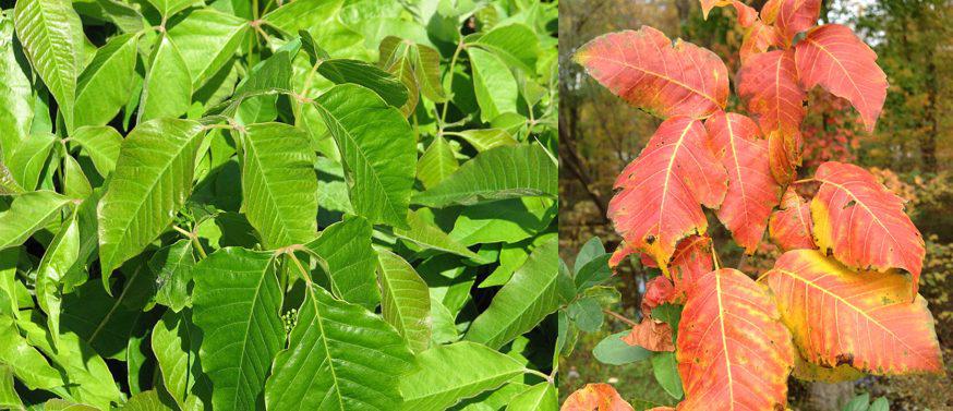 Avoiding rashes from Poison Ivy, Oak, and Sumac near West Chester, PA