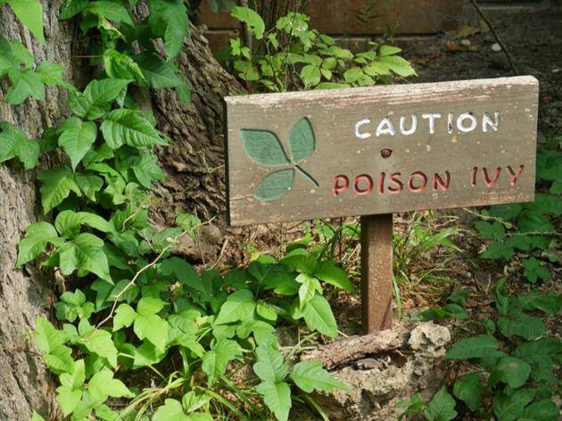 A wooden sign reading "Caution Poison Ivy" stands in front of a tree surrounded by green poison ivy plants, reminding visitors to exercise caution—especially those heading towards the nearby walk-in clinic.