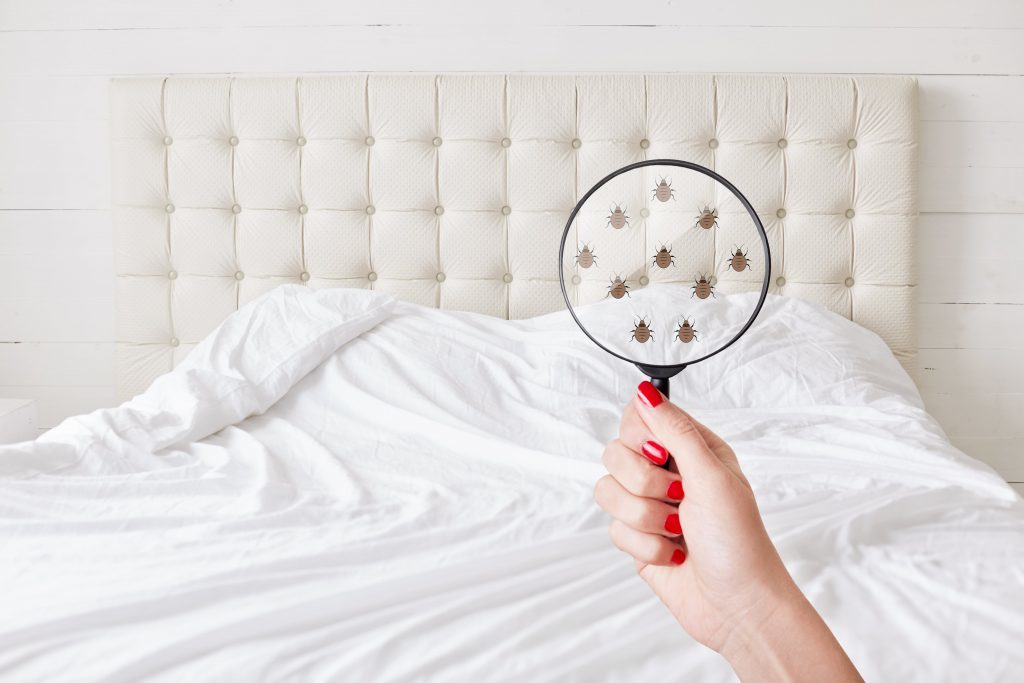 Hand holding a magnifying glass showing bedbugs over a white bed with a tufted headboard, highlighting the need for urgent care.
