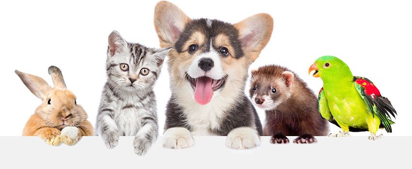 How Can I Ease the Symptoms of Pet Allergies?