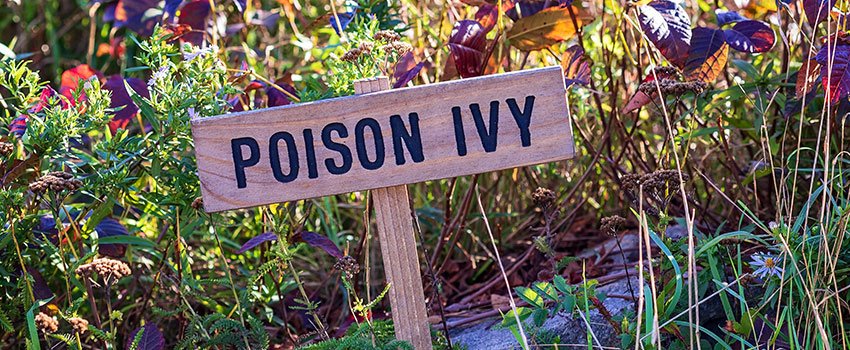 Who Is Allergic to Poison Ivy?