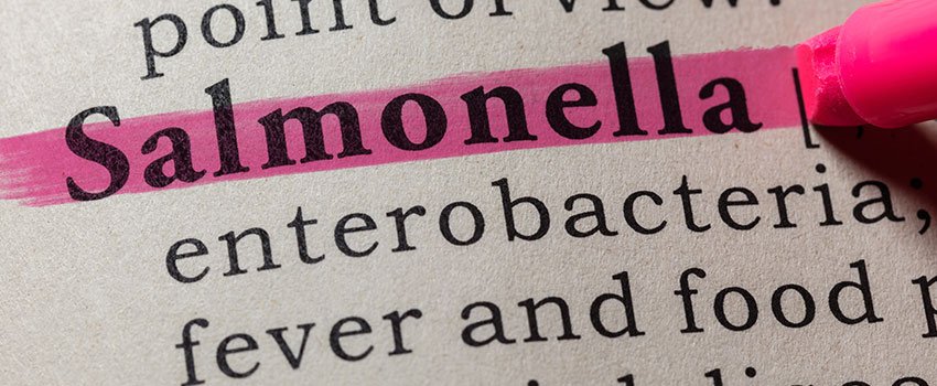 What Causes a Salmonella Infection?