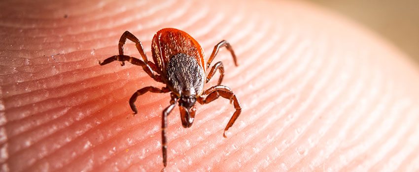 Is Being Bitten By a Tick Dangerous?