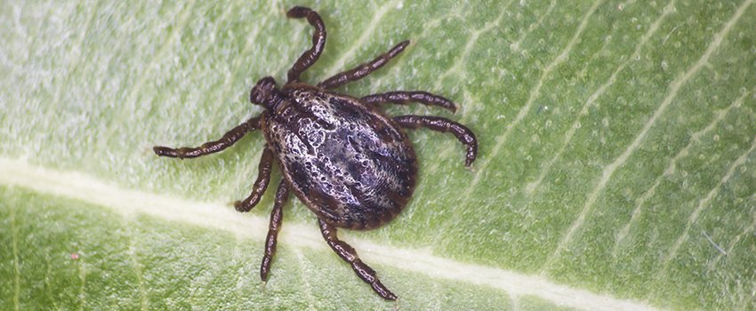 Can Lyme Disease Be Completely Cured?- AFC Urgent Care