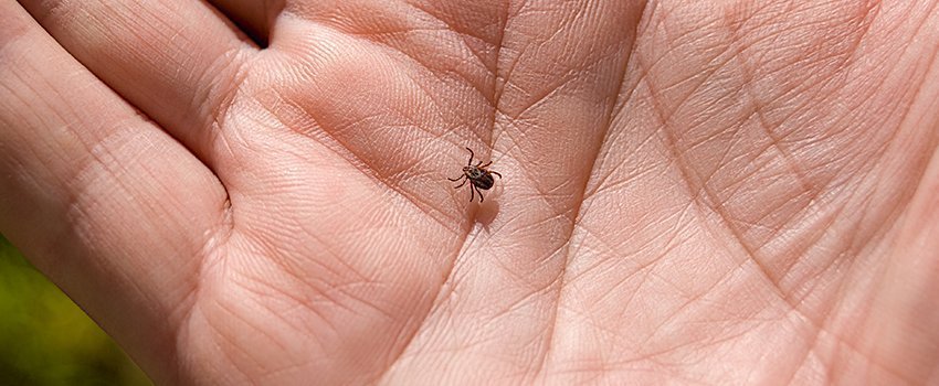 How Do You Know If You Have Lyme Disease?- AFC Urgent Care