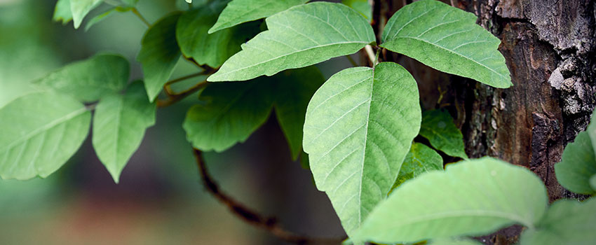 Is Poison Ivy Contagious?- AFC Urgent Care