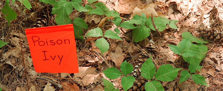 What Should I Do After Coming Into Contact With Poison Ivy?- AFC Urgent Care