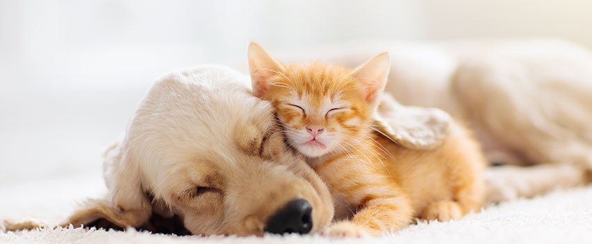 What Should I Do If I Am Allergic to My Pet?- AFC Urgent Care