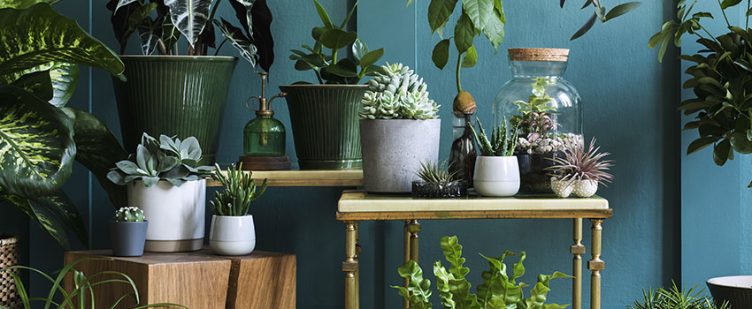 Do Houseplants Offer Any Health Benefits?- AFC Urgent Care