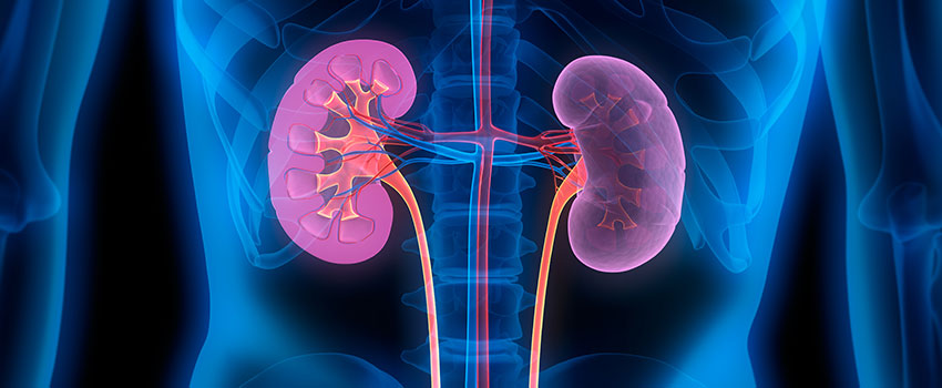 What Is the Treatment for a Kidney Infection?