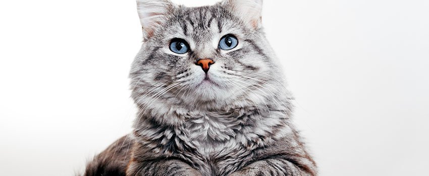 How Concerned Should I Be if a Stray Cat Bites Me?- AFC Urgent Care