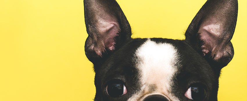 How Should I Treat an Animal Bite?