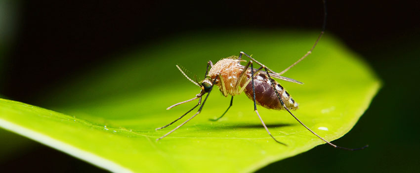 How Can I Treat Mosquito Bites?- AFC Urgent Care