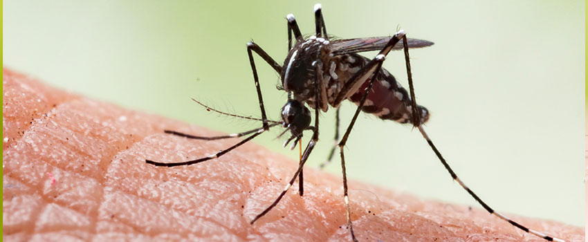 If I’ve Been Bitten Or Stung By a Bug, What Should I Do?- AFC Urgent Care