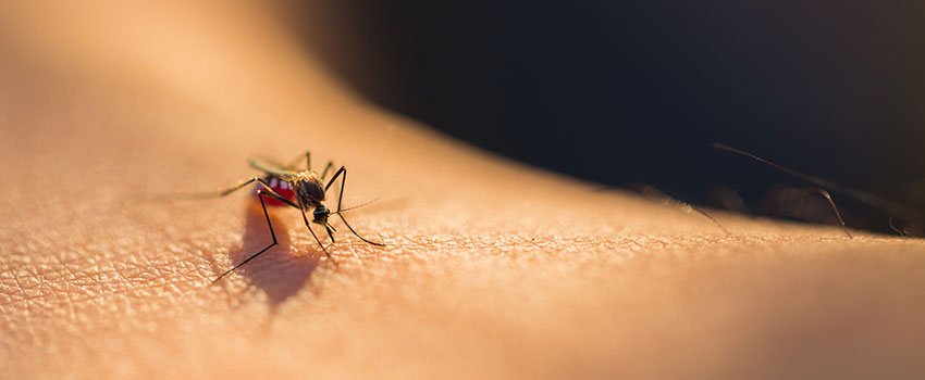 How Long Do Bug Bites Linger?- AFC Urgent Care