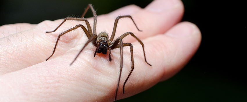 How Worried Should I Be If a Spider Bites Me?- AFC Urgent Care