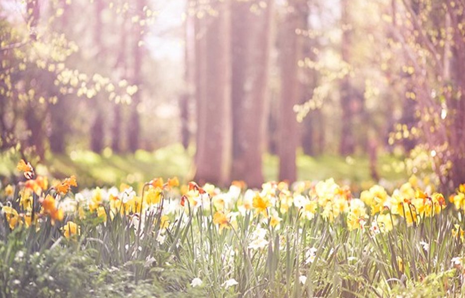 Find the Energy to Enjoy the Spring | Knoxville, TN Walk-In Clinic- AFC Urgent Care