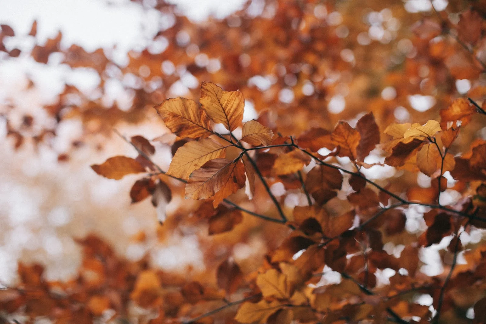 Show readers what they can do to have a healthy fall by giving them some tips and tricks to help get them to being their healthiest during the season.