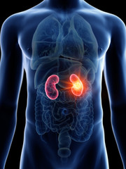 Your Kidneys and Chronic Kidney Disease (CKD) : Here’s What You Should Know