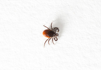 Tick bite prevention at AFC Urgent Care Vernon