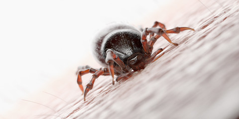 Tick prevention strategies at AFC Urgent Care Torrington