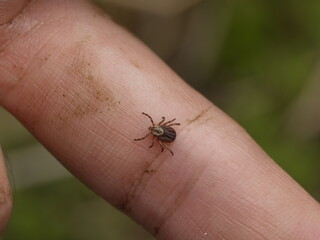 Tick bite care at AFC Urgent Care New Bedford