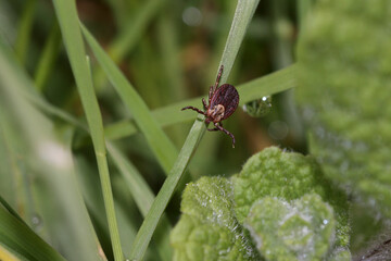 Tick bite treatment at AFC Urgent Care Saugus