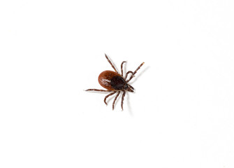 Deer Tick Season is Upon Us! Tips for Lyme Disease Prevention