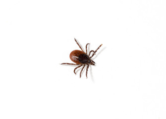 Tick bite treatment at AFC Urgent Care Worcester