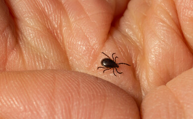 Dear Deer Tick, This Season We Want To Avoid You and Your Nasty Lyme Disease!