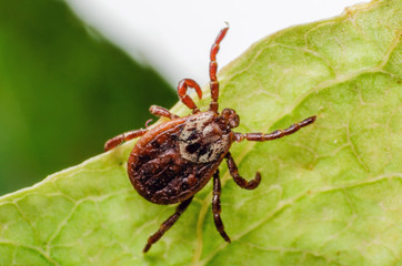 I Was Bitten by a Deer Tick: What's My Risk of Lyme Disease?