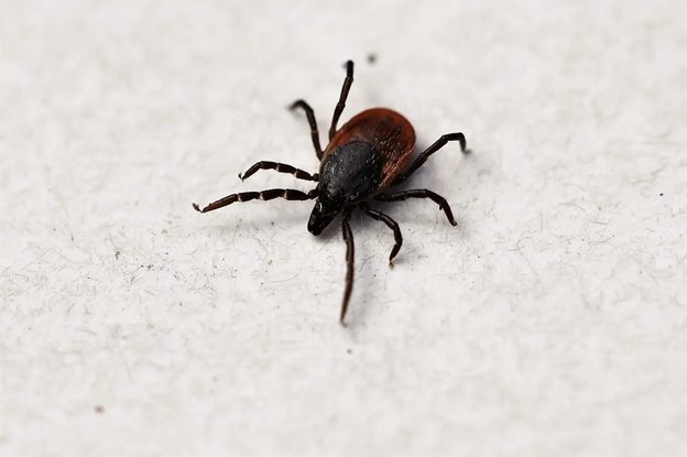 Ticks and Lyme Disease: What to know about them from AFC Urgent Care