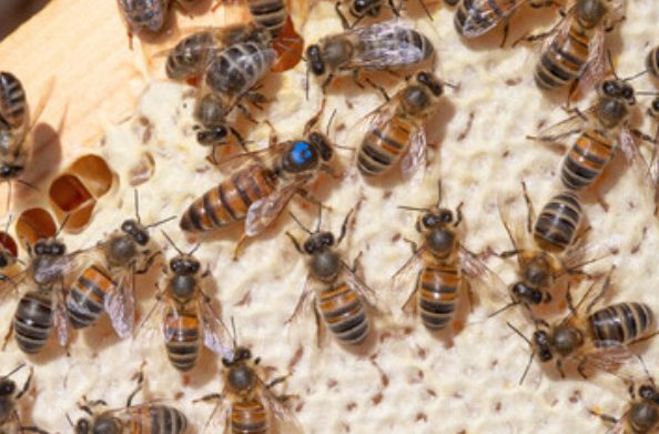So many bees gathered around their hive