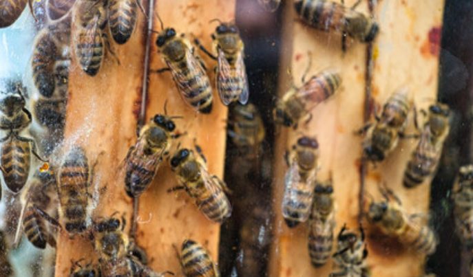 Bees gathering together to plan their next sting